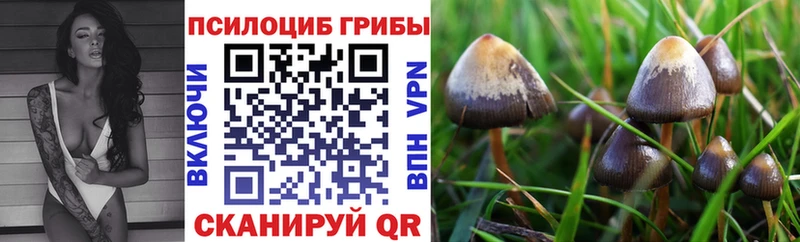 Псилоцибиновые грибы Psilocybine cubensis  Грайворон 